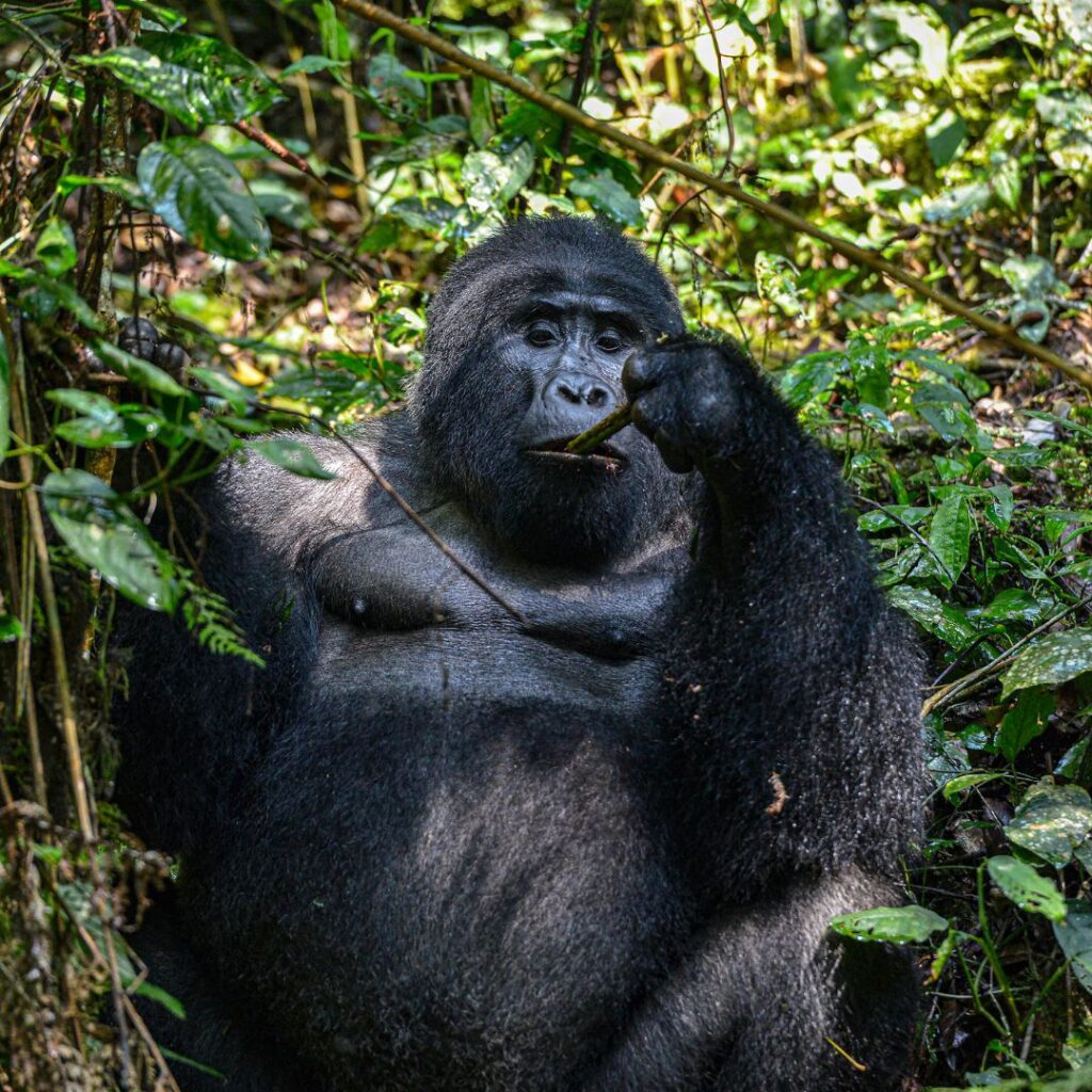 victoria falls shuttle service