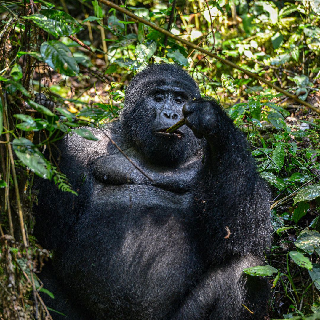 victoria falls shuttle service