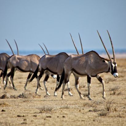 Etosha national park in Namibia
