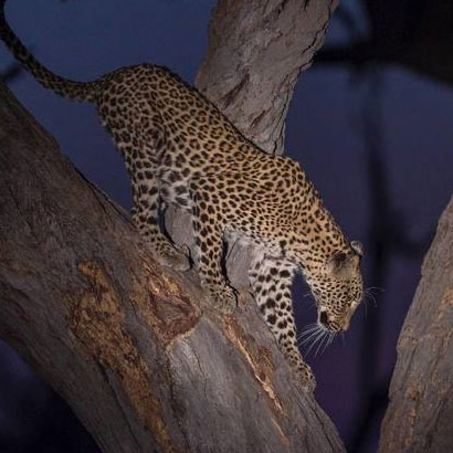Zimbabwe Night Game Drive – Africa Travel Tours