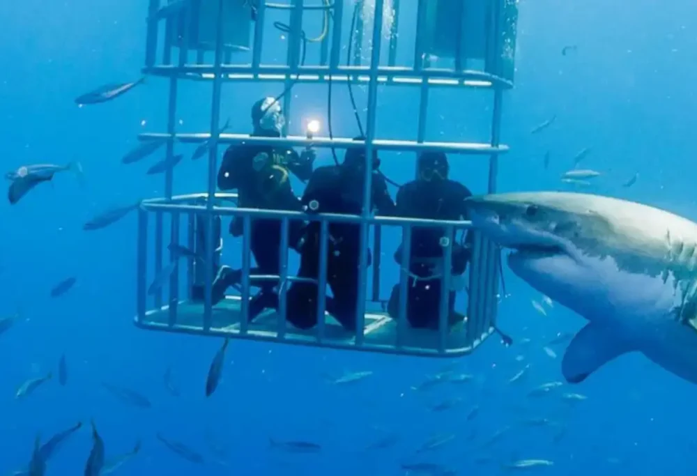 cage-dive-with-great-white-sharks-banner