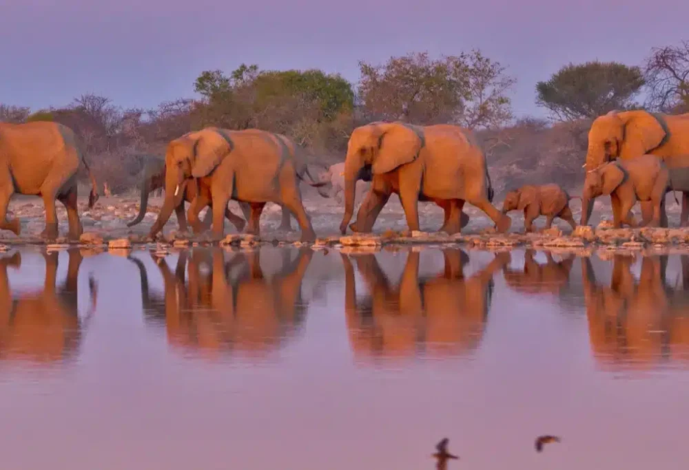 kruger-national-park-banner