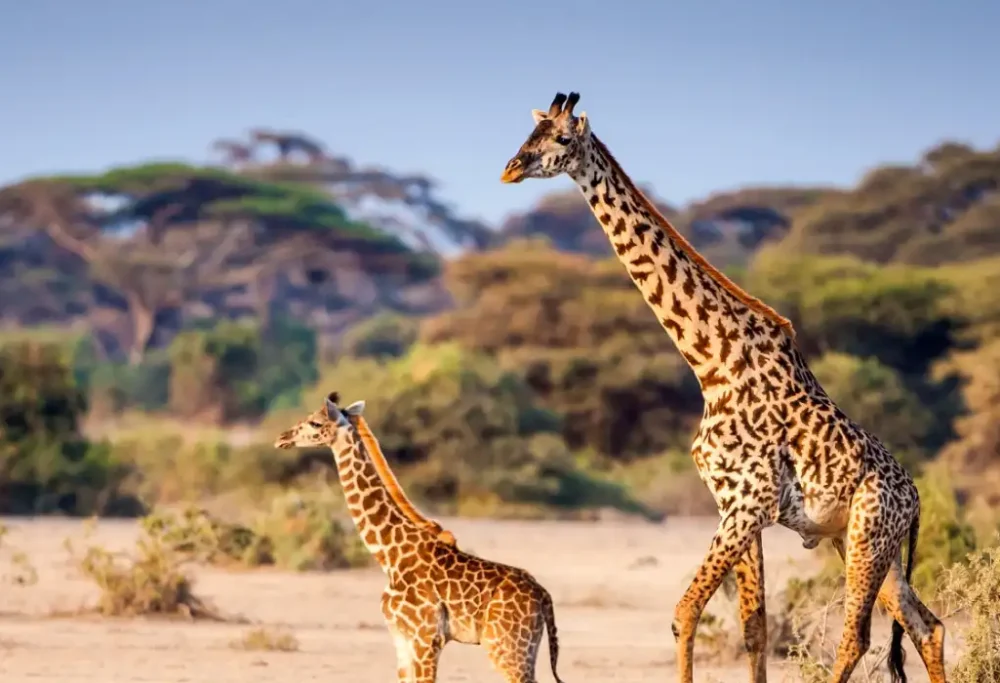 madikwe-game-reserve-bannar